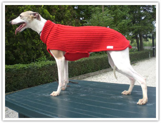 Chi siamo Liberty Dog