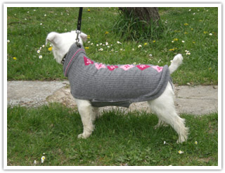 Chi siamo Liberty Dog